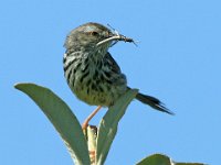 karoolangstertjie met springkaan : jan